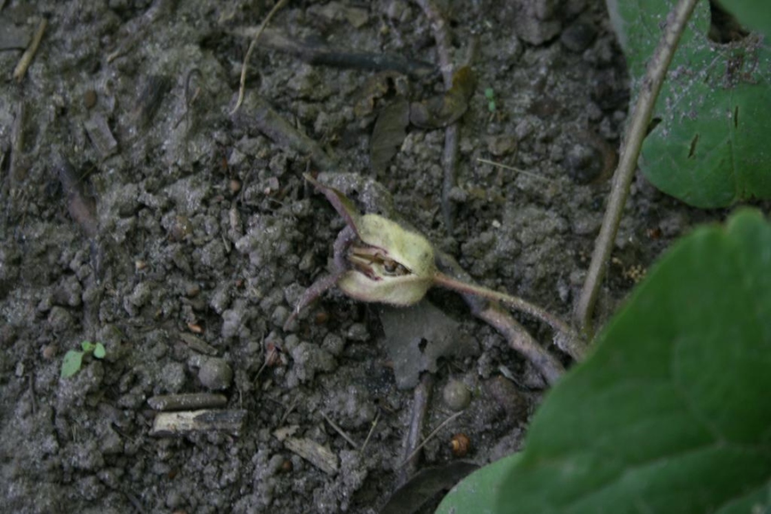 Asarum canadense (Wild-ginger), seed, fruit, mature