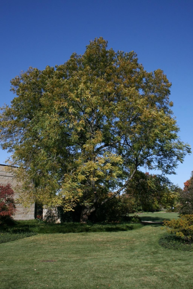 Gymnocladus dioicus (Kentucky Coffeetree), habit, fall