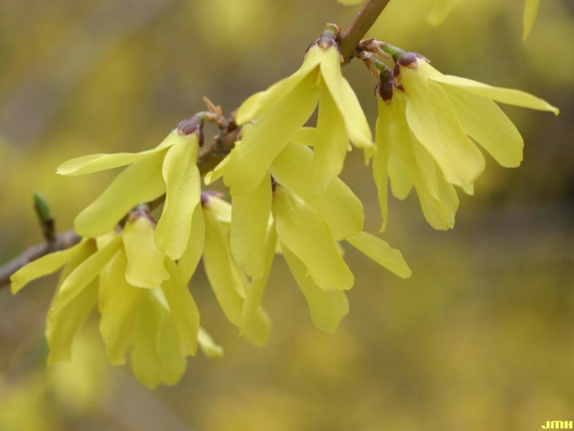 Forsythia viridissima var. koreana Rehd. (Korean forsythia), flowers