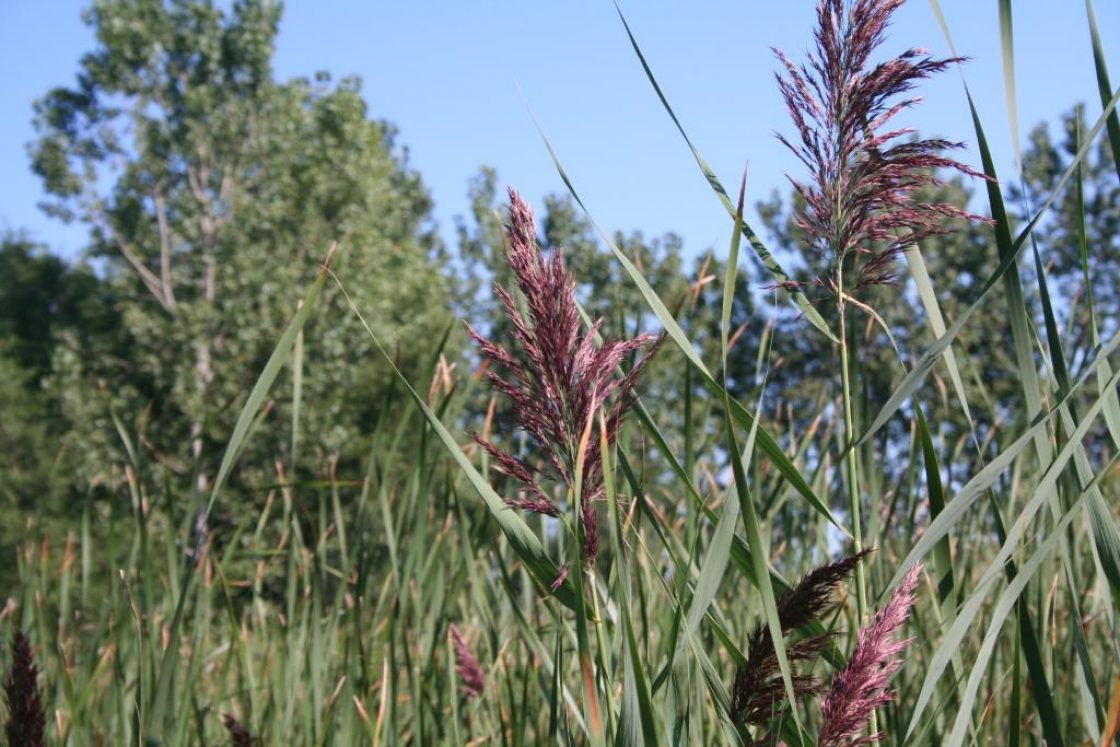 Phragmites australis (common reed), flowers