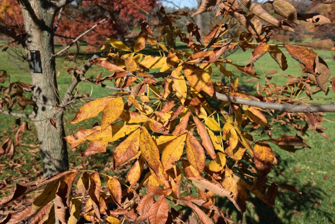 Carya laciniosa (Shellbark Hickory), leaf, fall