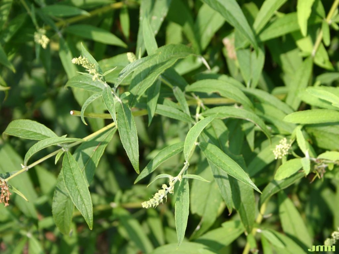 Buddleja davidii ‘White Profusion’ (White Profusion butterfly bush), leaves