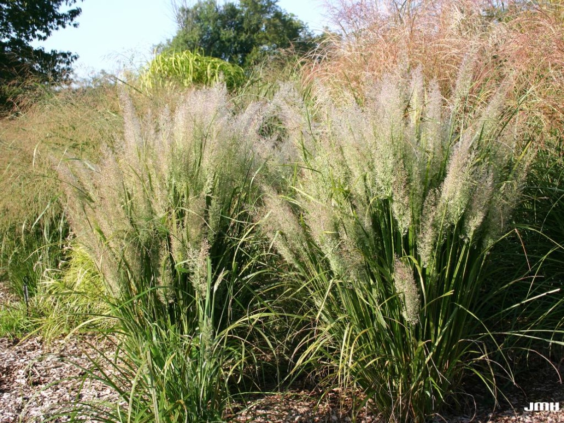Calamagrostis brachytricha Steud. (Korean reed grass), growth habit