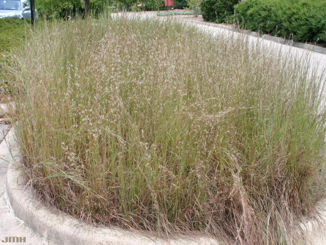 Schizachyrium scoparium (Michx.) Nash (little bluestem), growth habit