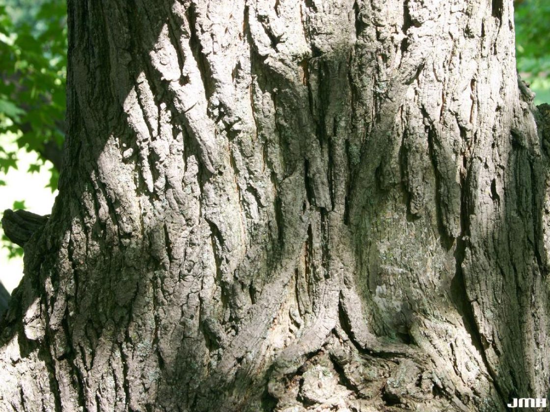 shantung maple root system