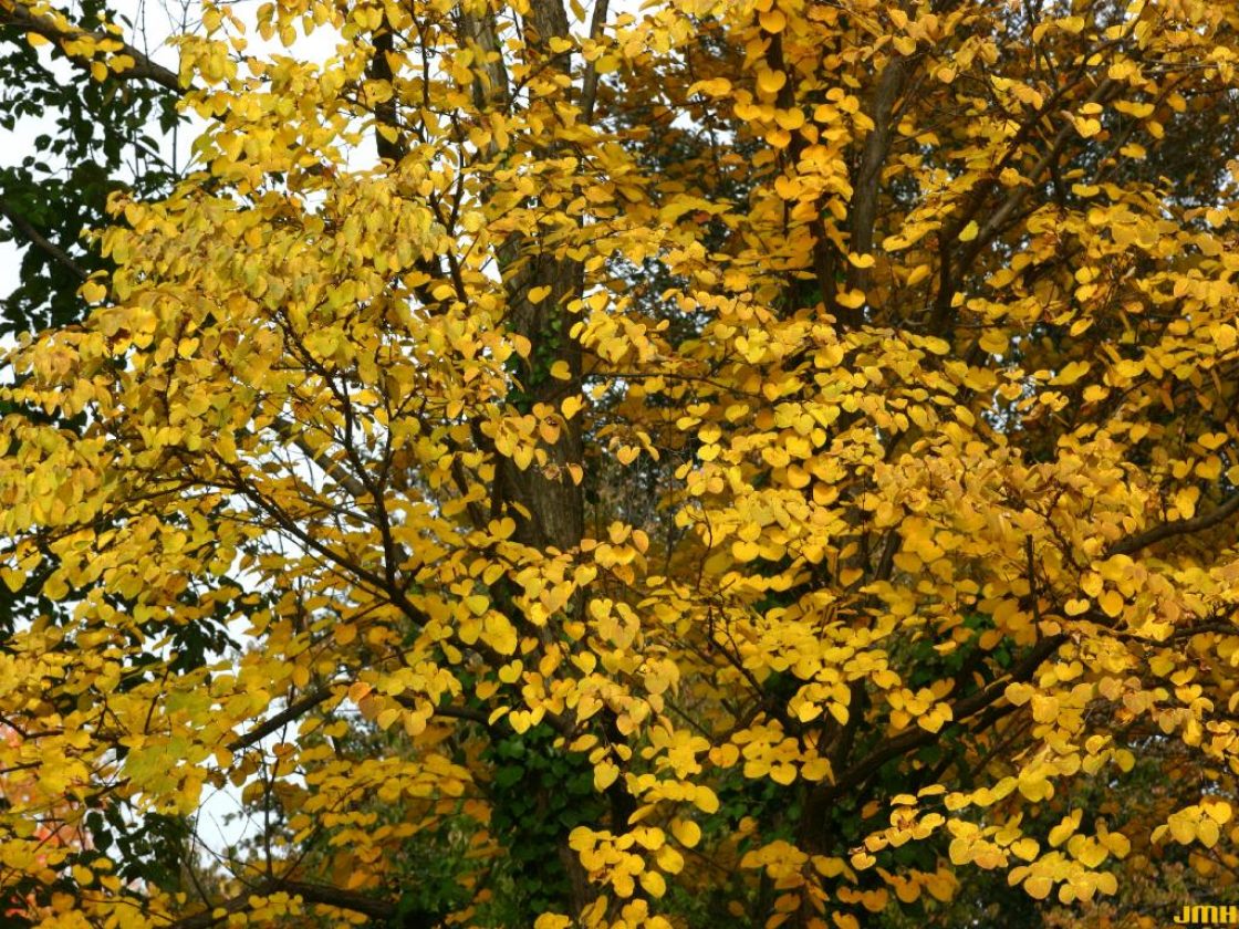Cercidiphyllum japonicum Sieb. & Zucc. (katsura tree), habit, fall color