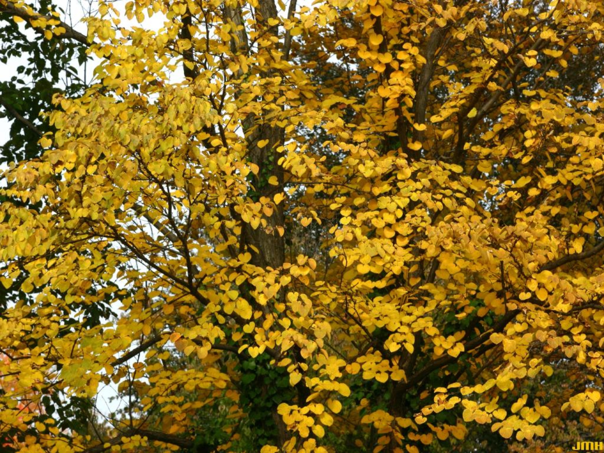 Katsura tree The Morton Arboretum