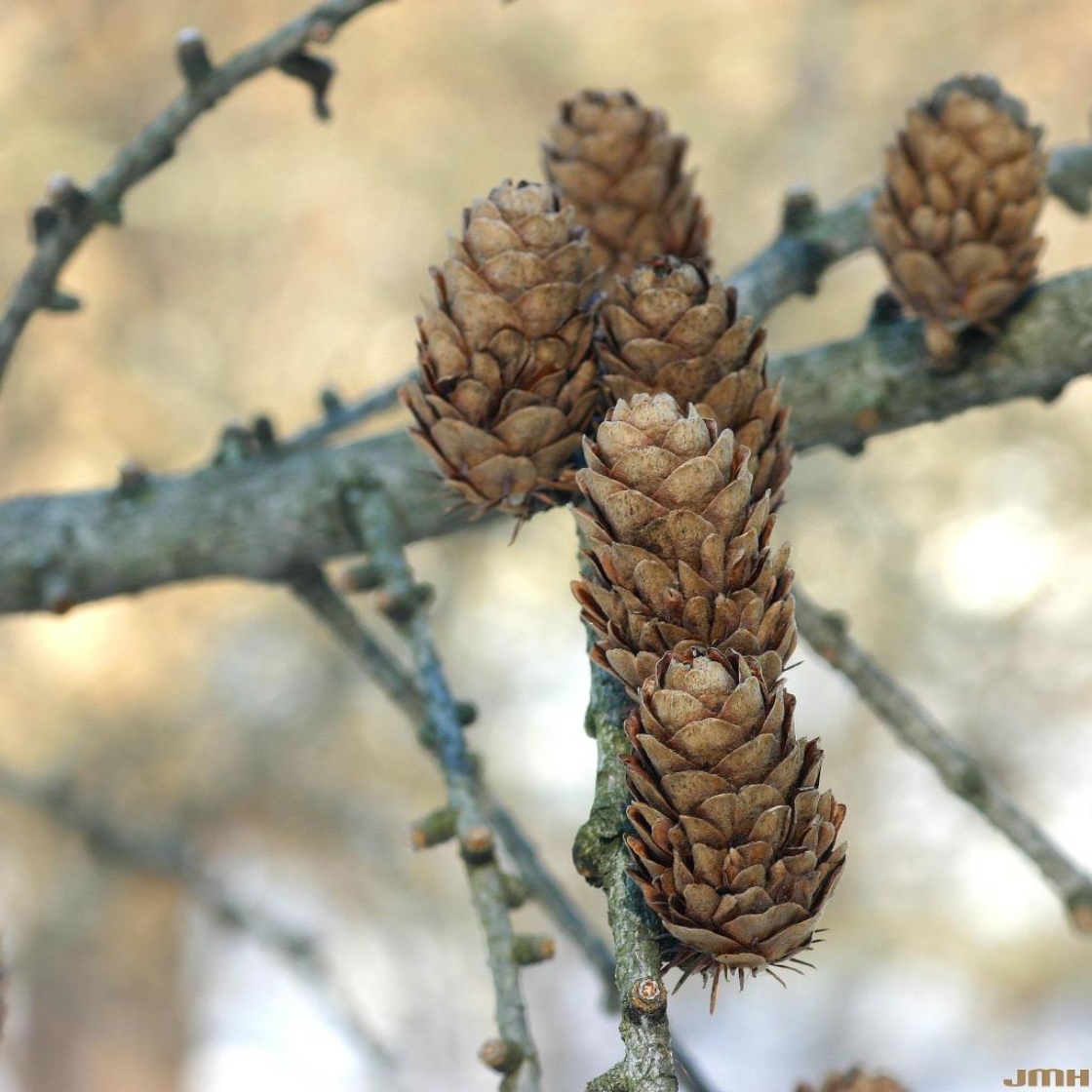 Larix decidua Mill. (European larch), mature female cones