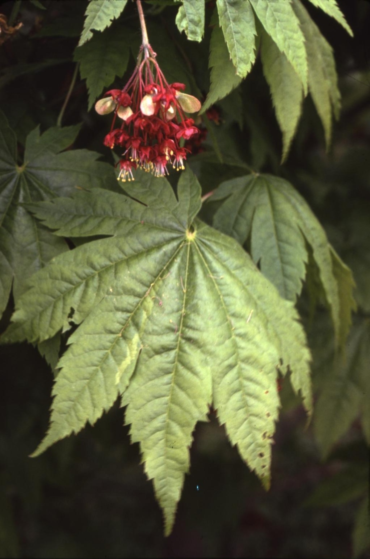 Acer japonicum (Fullmoon maple), leaves and flower with fruit