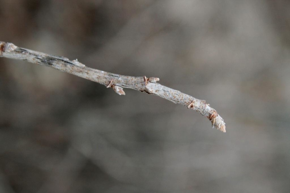 Ribes americanum Mill. (American black currant), buds, terminal, buds, lateral
