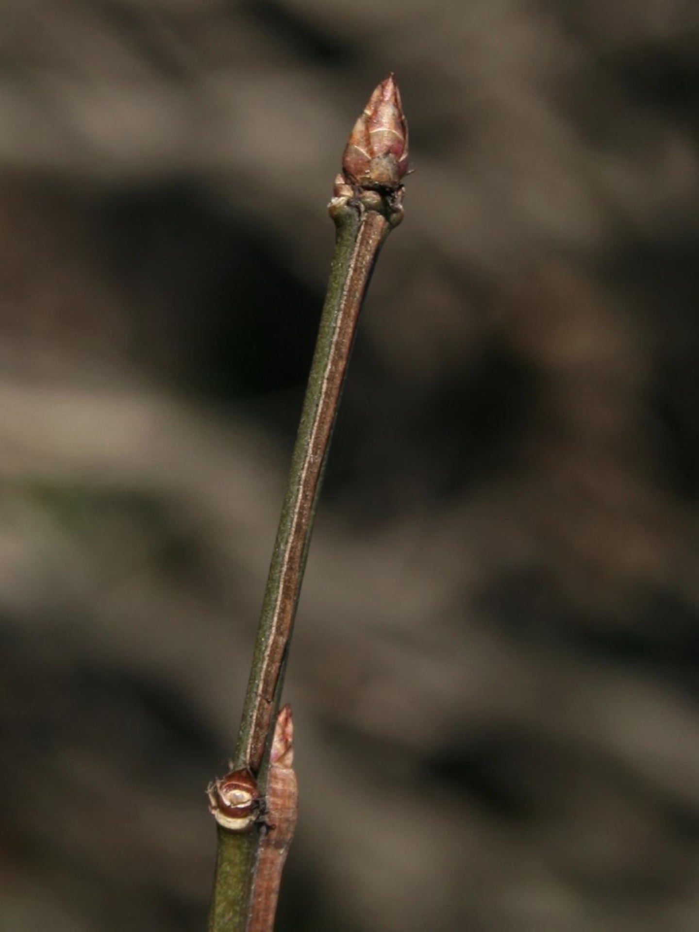 Burning bush (Not recommended) | The Morton Arboretum