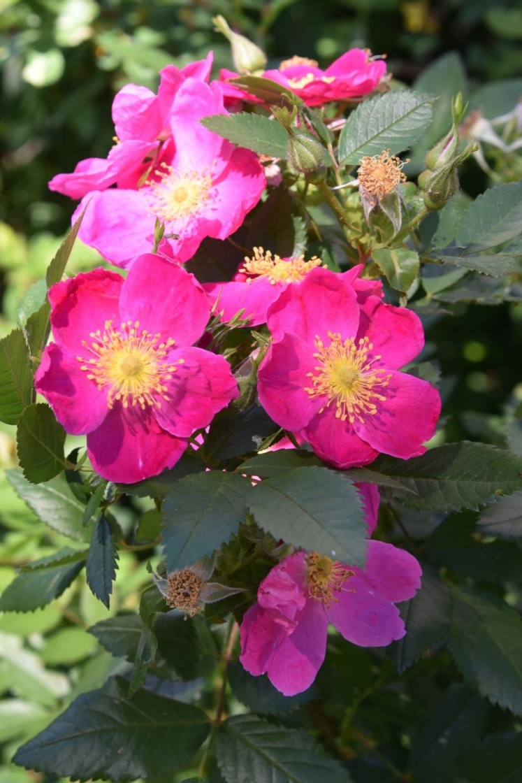 Virginia rose | The Morton Arboretum