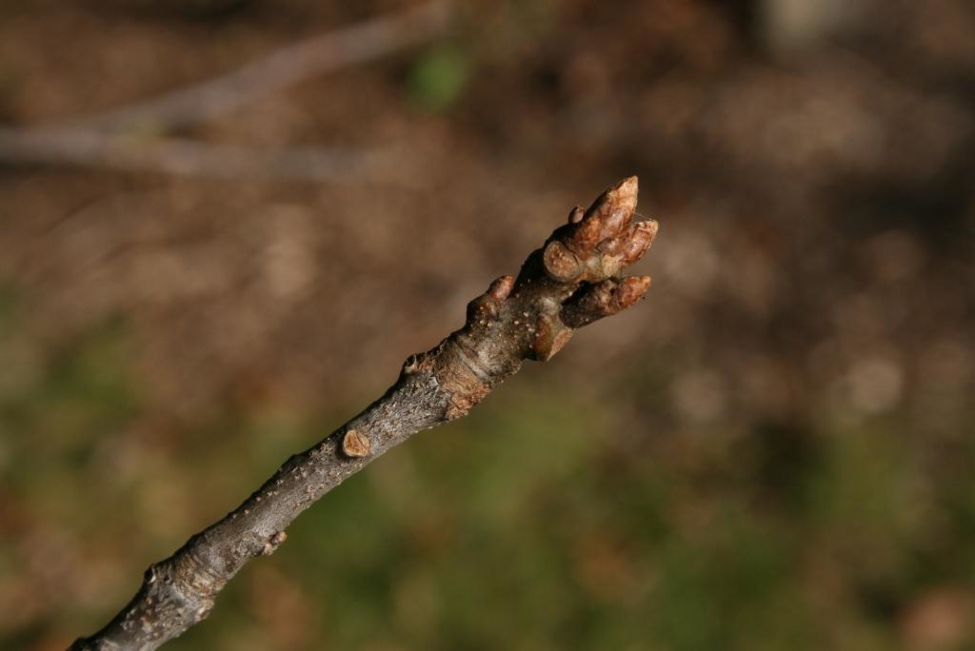 Northern red oak | The Morton Arboretum