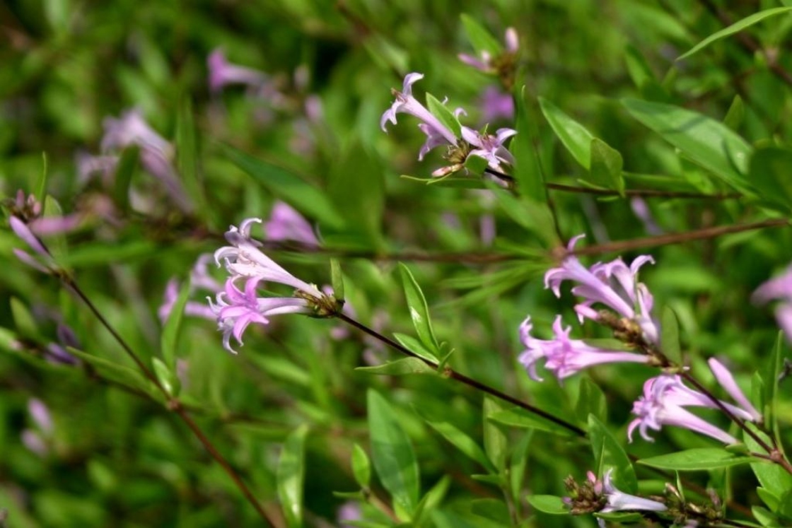 Leptodermis oblonga Bge. (Chinese leptodermis), flowers, side