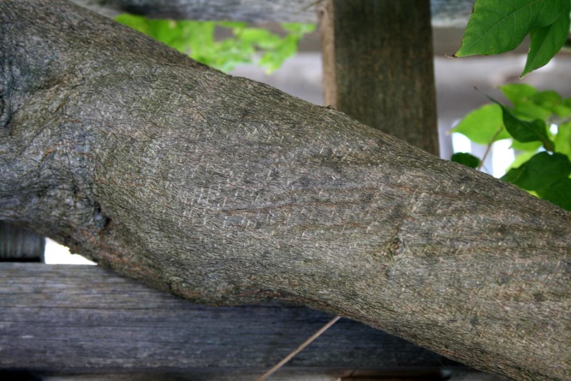 Wisteria sinensis (Chinese Wisteria), bark, mature