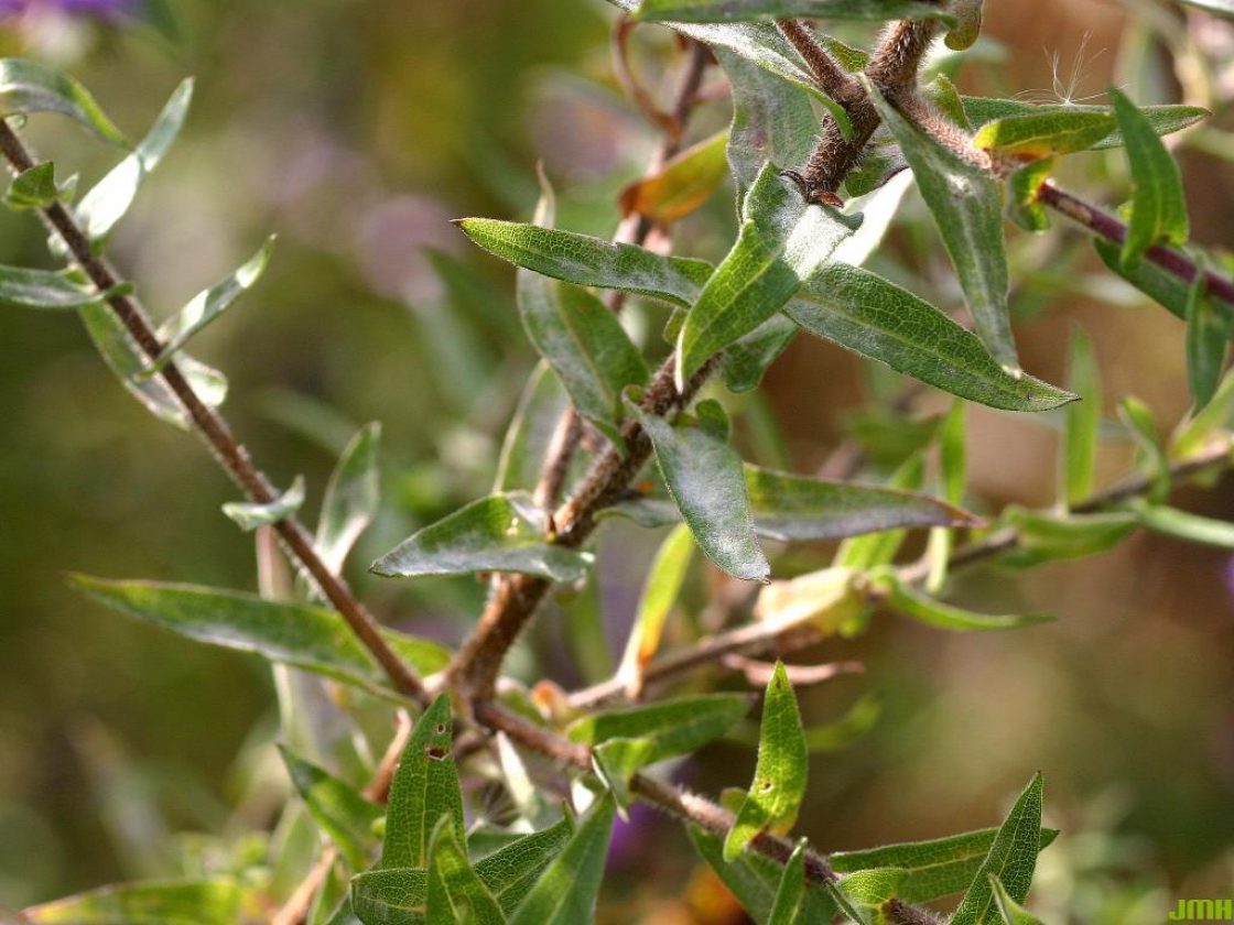 Symphyotrichum novae-angliae (L.) G.L.Nesom (New England aster), branch