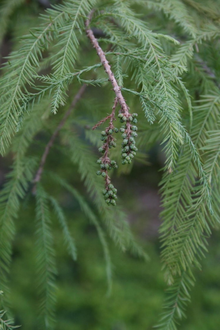 Taxodium distichum (Bald-cypress), cone, pollen