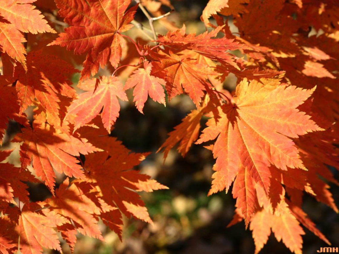Acer japonicum Thunb. (fullmoon maple), leaves, fall color