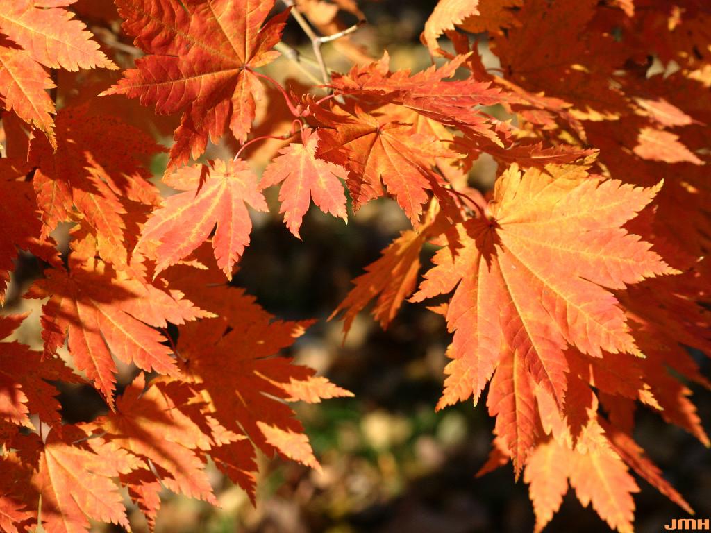 Acer japonicum Thunb. (fullmoon maple), leaves, fall color
