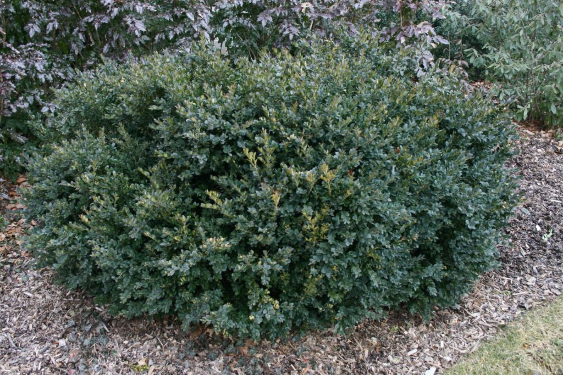 Common boxwood | The Morton Arboretum