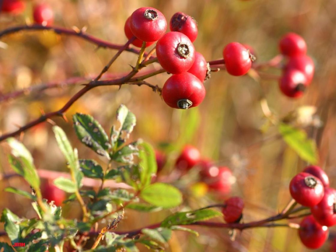 Rosa blanda Aiton (smooth wild rose), fruit