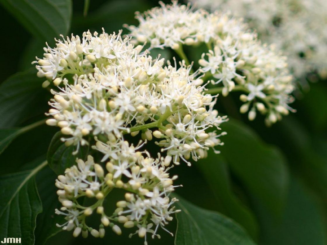 Cornus alternifolia L. f. (pagoda dogwood), close-up inflorescence