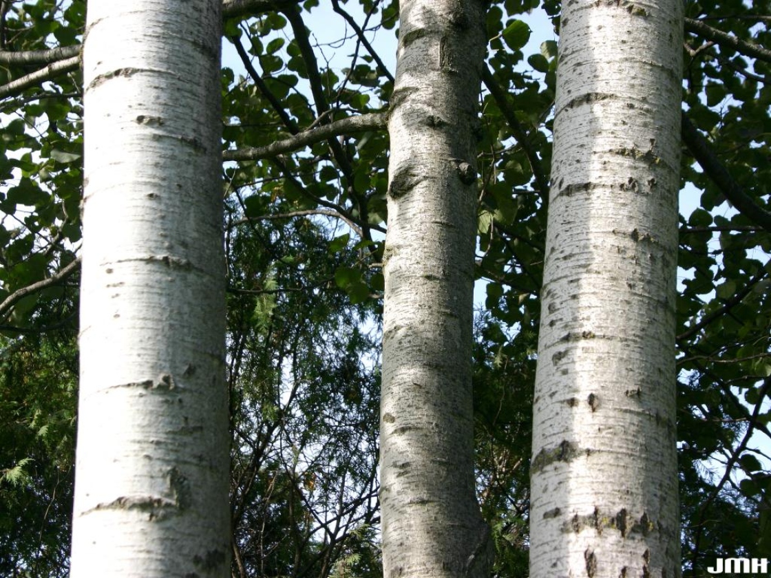 Populus tremuloides Michx. (quaking aspen), bark