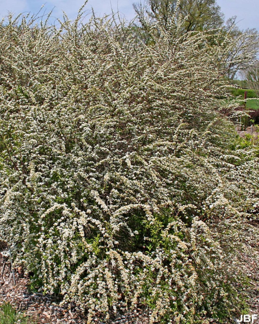 Spiraea x cinerea Zabel (spirea), growth habit, shrub form