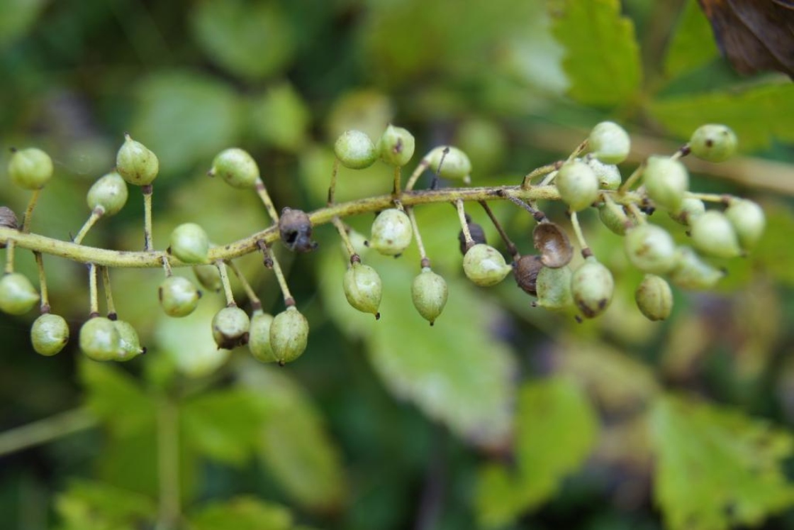 Actaea simplex 'Atropurpurea' (Purple-leaved Autumn Bugbane), infructescence