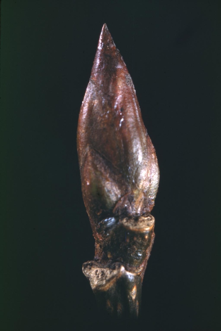 Populus deltoides (eastern cottonwood), bud detail