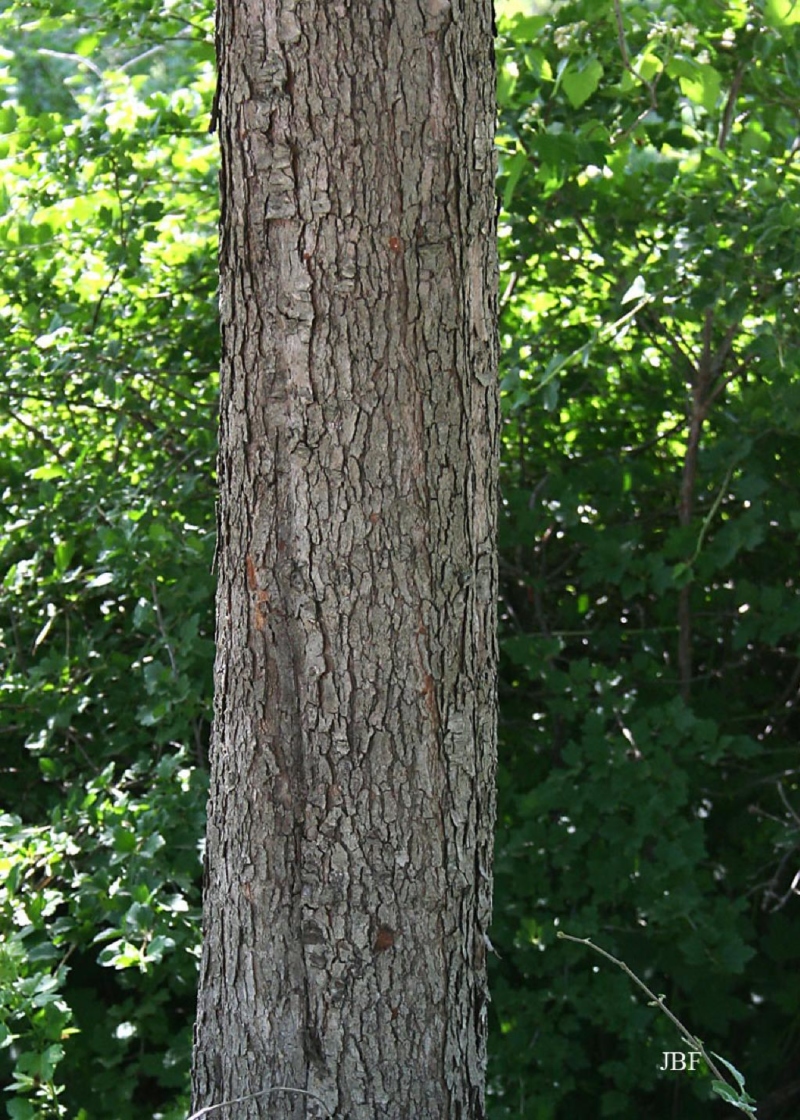 Washington hawthorn | The Morton Arboretum