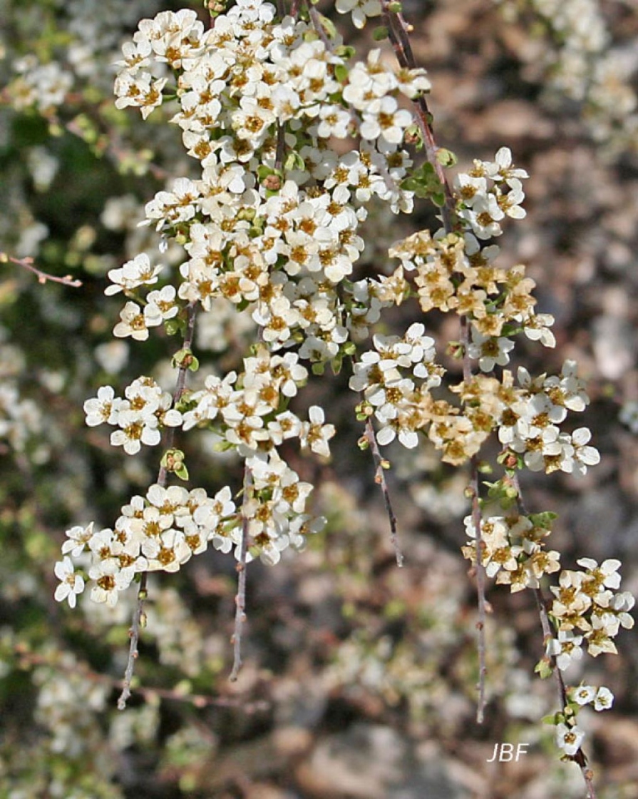 Spiraea x cinerea Zabel (spirea), flowers