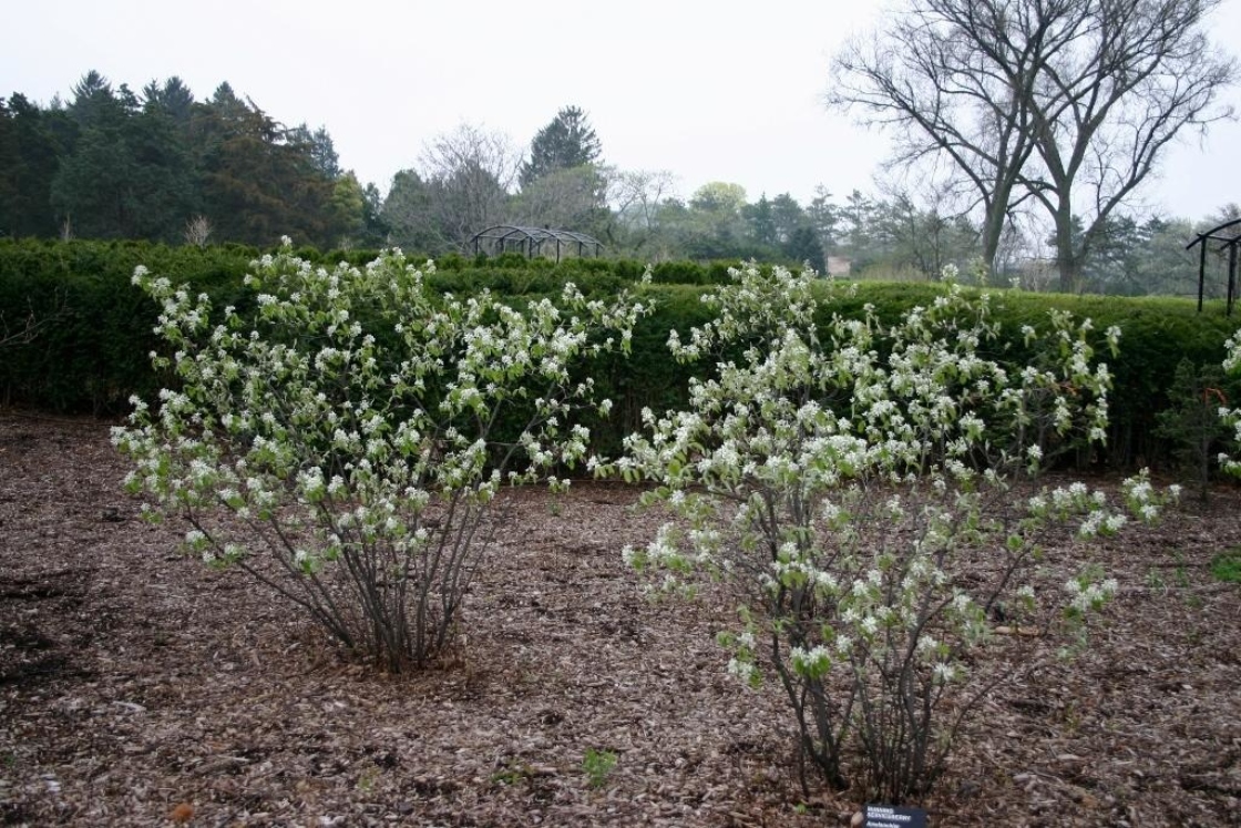 Running serviceberry | The Morton Arboretum