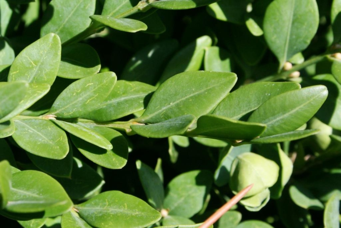 Buxus 'Green Velvet' (Green Velvet Boxwood),leaves, upper surface