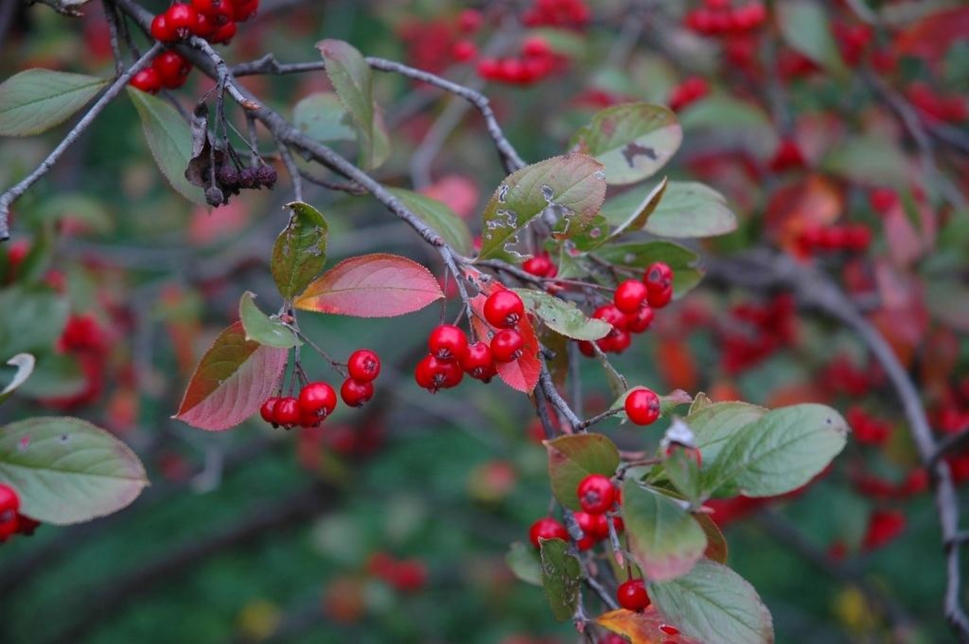 Red chokeberry | The Morton Arboretum