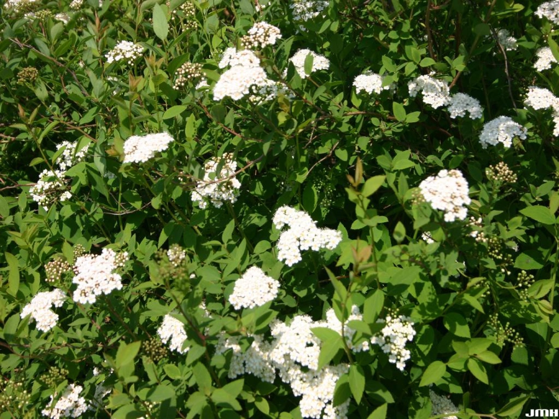 Spiraea fritschiana var. parvifolia Liou (little-leaved Fritsch’s spirea), growth habit