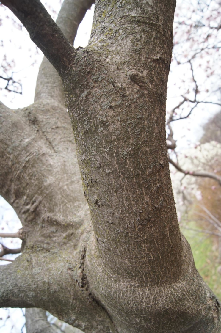 Magnolia stellata 'Rosea' (Pink Star Magnolia), bark, mature