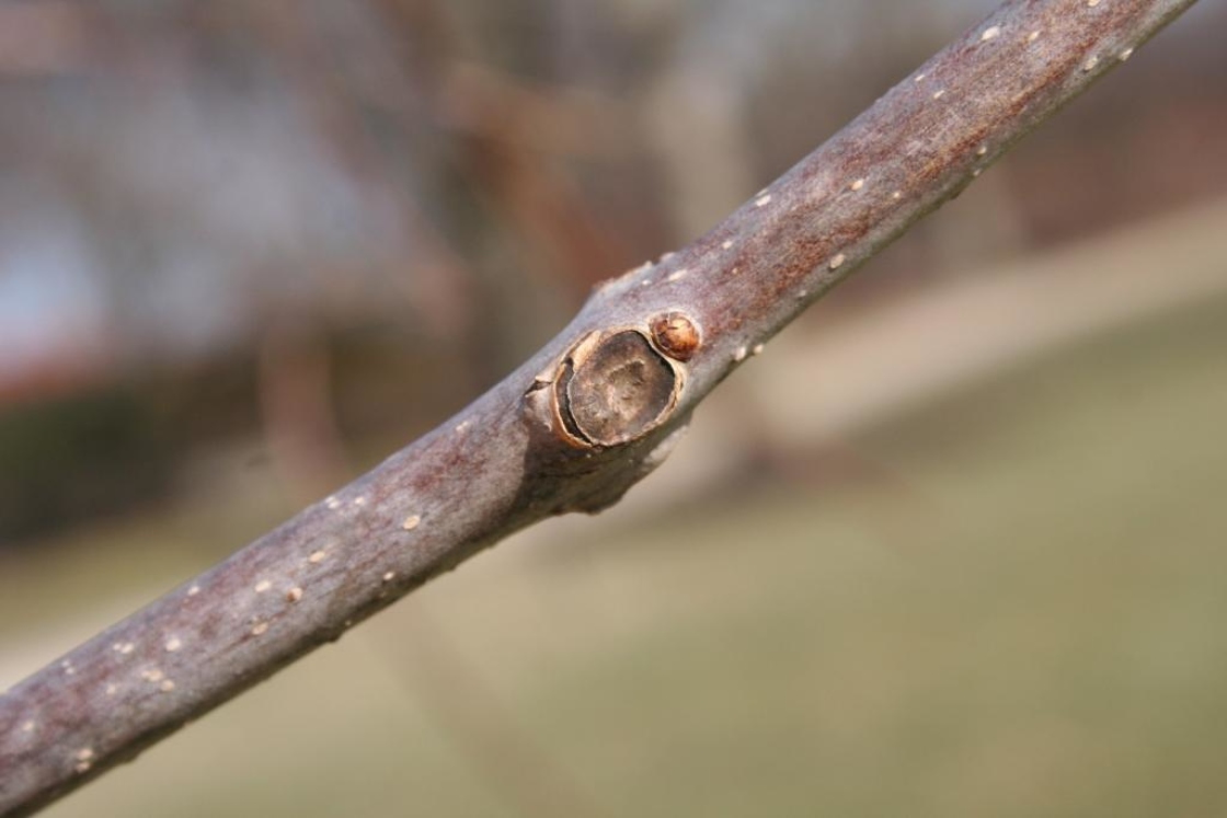 Catalpa ×erubescens Carr. (hybrid catalpa), bud