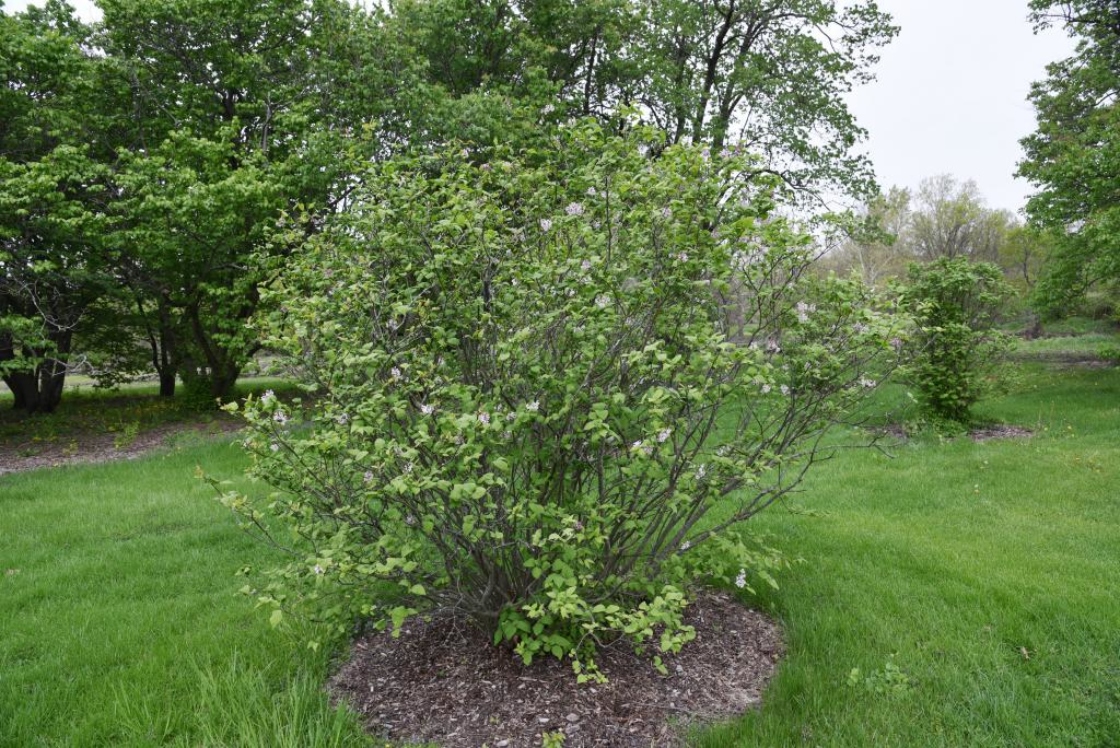 Syringa patula (Manchurian Lilac), habit, spring