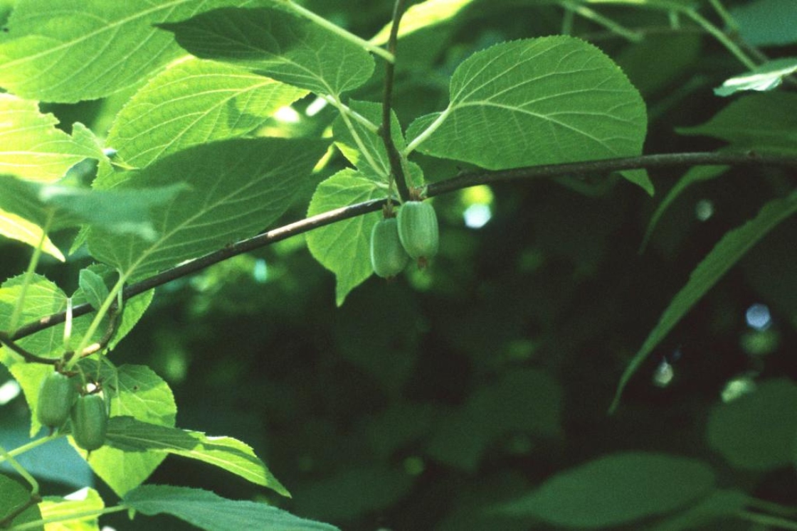 Actinidia kolomikta (Hardy Kiwi), fruit, immature