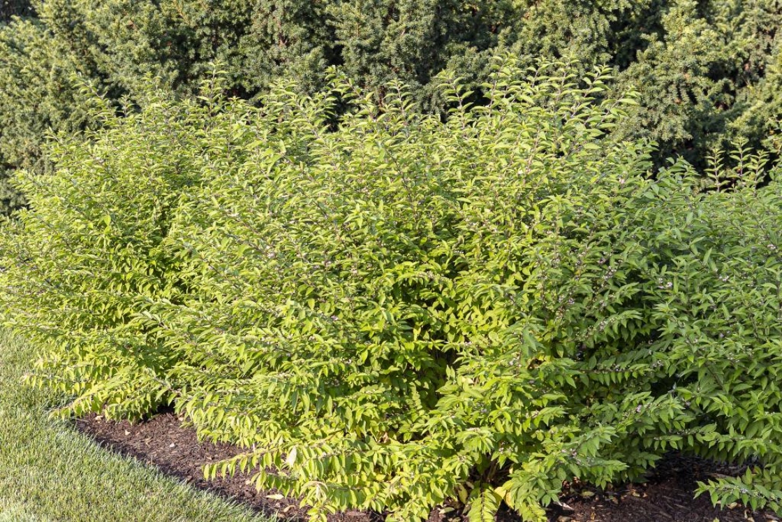 Callicarpa dichotoma (Lour.) K. Koch (purple beautyberry), form
