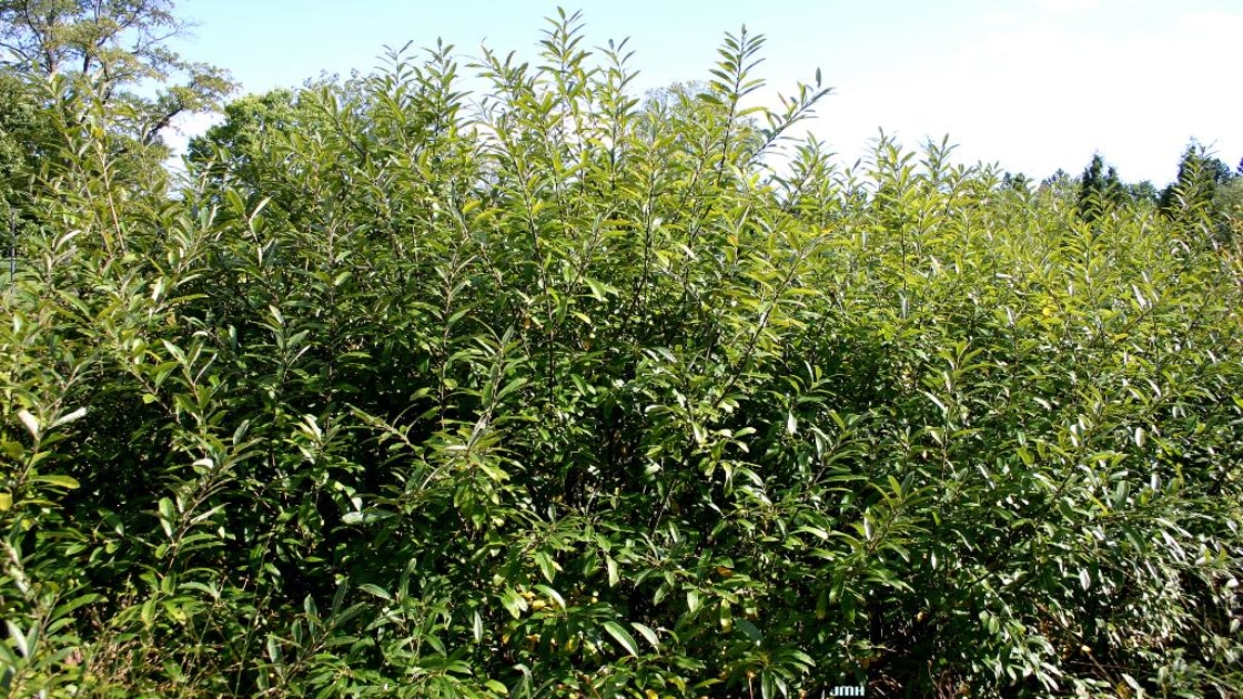 Salix humilis Marsh. (prairie willow), growth habit, shrub form