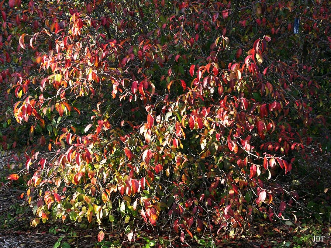 Viburnum prunifolium (black-haw), habit, fall color
