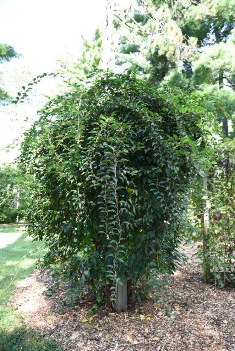 Actinidia arguta (Hardy Kiwi), habit, fall