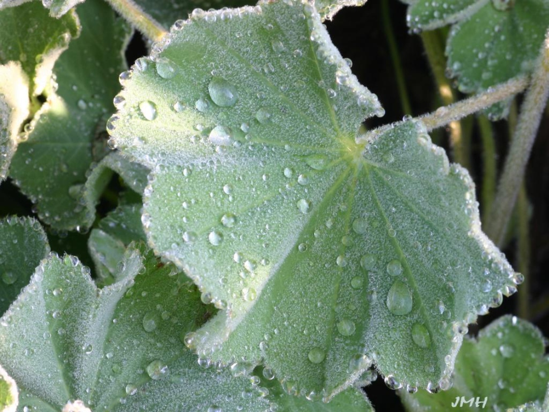 Alchemilla mollis ‘Auslese’ (auslese lady’s mantle), leaf