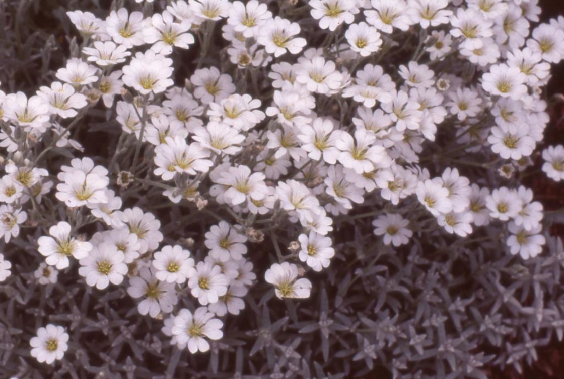 Snowinsummer The Morton Arboretum