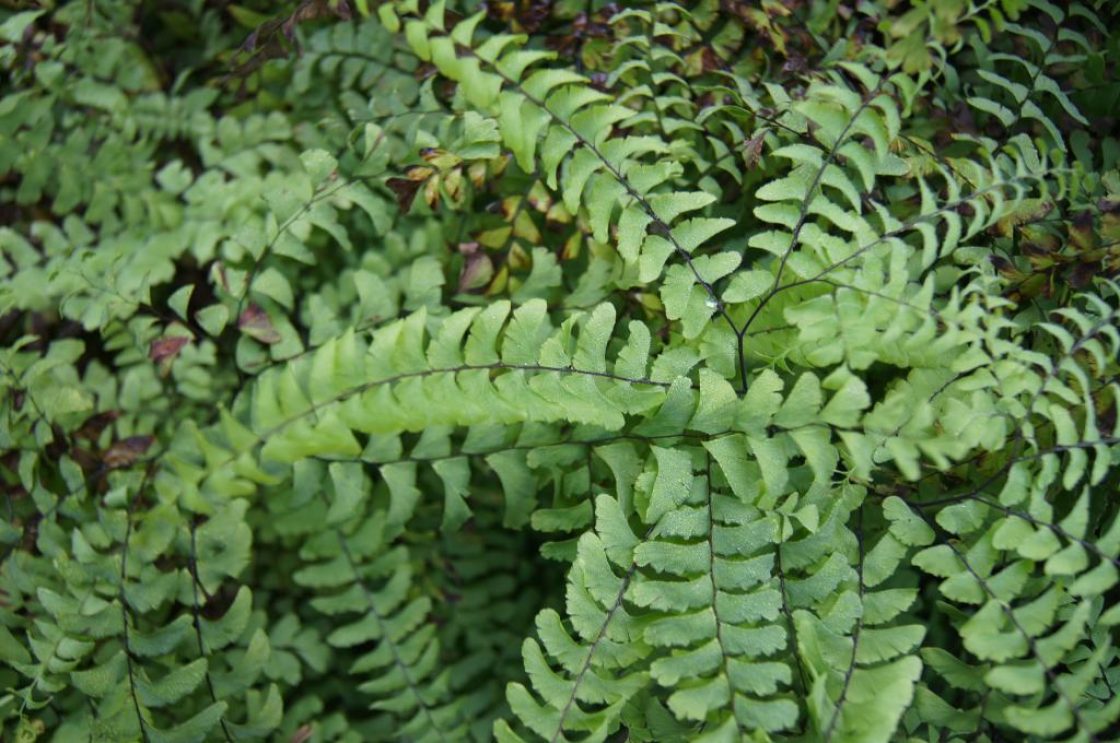 Adiantum pedatum (Maidenhair Fern), leaf, upper surface