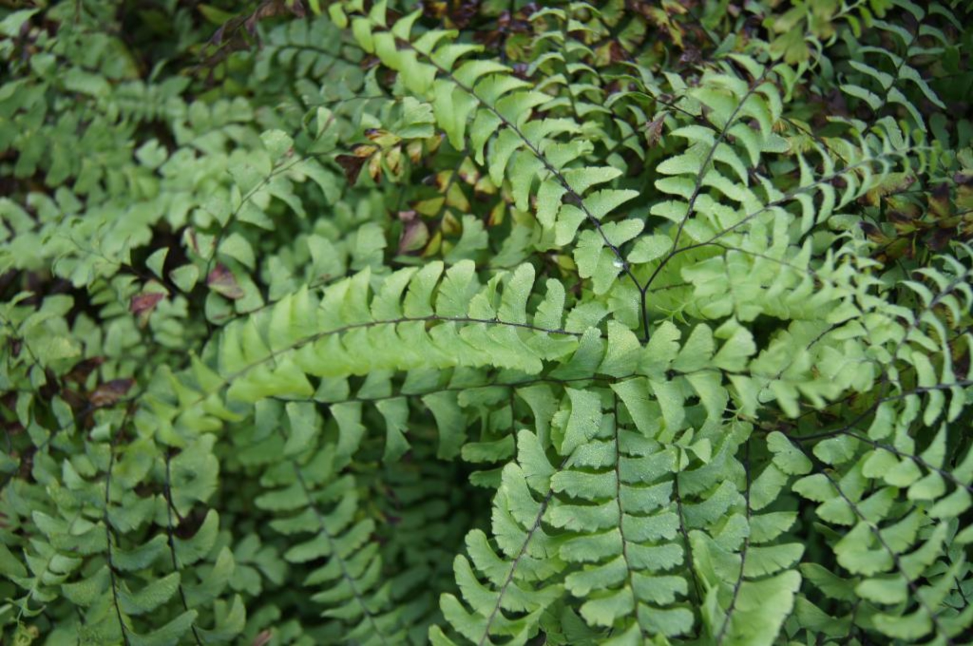 Maidenhair fern | The Morton Arboretum