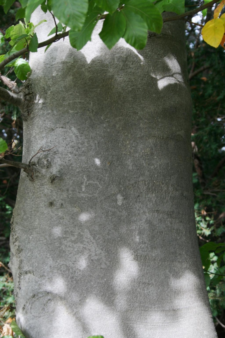 Fagus sylvatica (European Beech), bark, trunk
