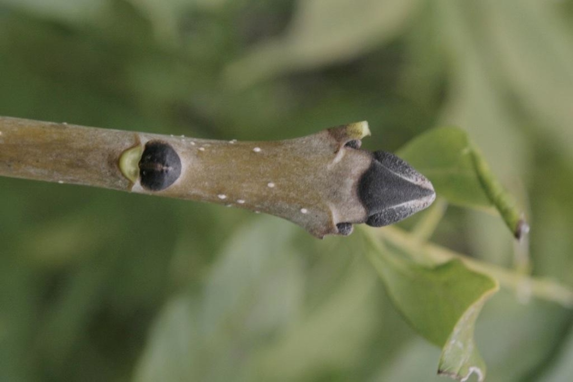 Fraxinus excelsior (European Ash), bud, terminal